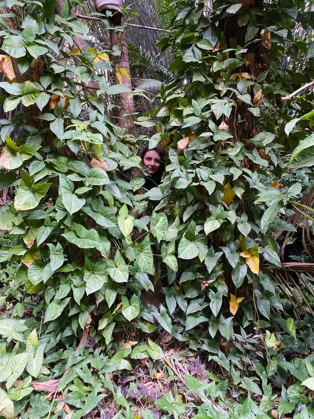 Mata atlântica